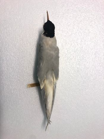 Media type: image;   Ornithology 70664 Description: Image of skin specimen - dorsal view. dorsal view of entire skin specimen.;